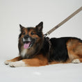 Load image into Gallery viewer, Staey Dog Leash Elma: Mocha