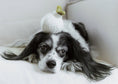 Load image into Gallery viewer, Dog with a toy from silver whiskers on its head lying on a couch