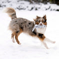 Load image into Gallery viewer, Dog running in the snow with a Laboni Elton Elefant dog toy, cotton fibers for plaque and tartar control in its mouth