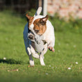 Load image into Gallery viewer, A dog running with a Laboni Elton Elefant dog toy, cotton fibers for plaque and tartar control in it's mouth
