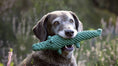 Load image into Gallery viewer, Dog holding a Kalli Krokodil dog toy, hand-braided cotton for tartar reduction in its mouth amidst flowers and greenery