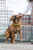 Load image into Gallery viewer, Laboni Dog Chew Toy Cotton Rope Dental Care Dachshund- "Diego Dackel"
