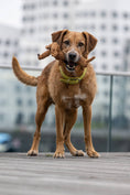 Load image into Gallery viewer, Laboni Dog Chew Toy Cotton Rope Dental Care Dachshund- "Diego Dackel"