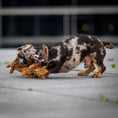 Load image into Gallery viewer, Laboni Dog Chew Toy Cotton Rope Dental Care Dachshund- "Diego Dackel"