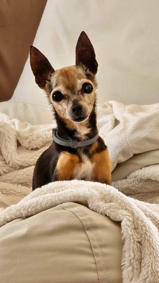 Building a Senior Dog Comfort Kit: Where to Start