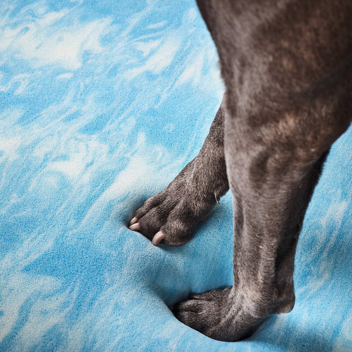 How to Tell If Your Senior Dog Needs an Orthopedic Bed (5 Signs)