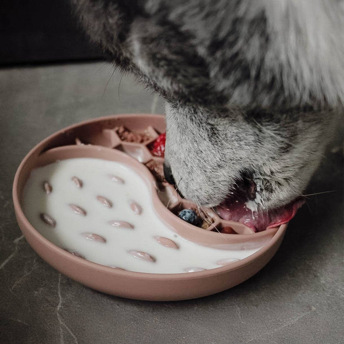Slow Feeders for Senior Dogs: Why Your Older Dog Needs One (And How to Choose the Right Bowl)