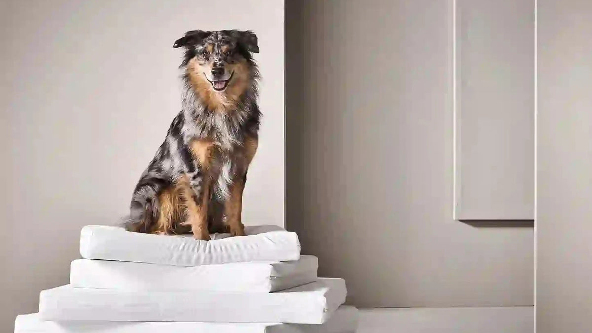A small dog with black, gray, and tan fur sits on top of a neatly stacked pile of orthopedic mattress cushions or mats in a minimalist beige interior setting.