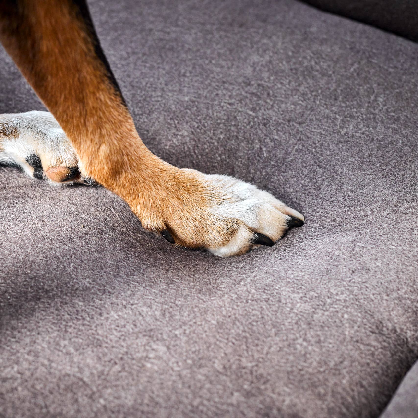 A close-up of a dog's front paw resting on LABONI Buffalo orthopedic dog bed, close-up of stitching detail