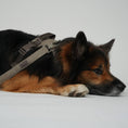 Load image into Gallery viewer, Staey Dog Leash Elma: Mocha
