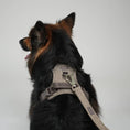 Load image into Gallery viewer, Staey Dog Leash Elma: Mocha
