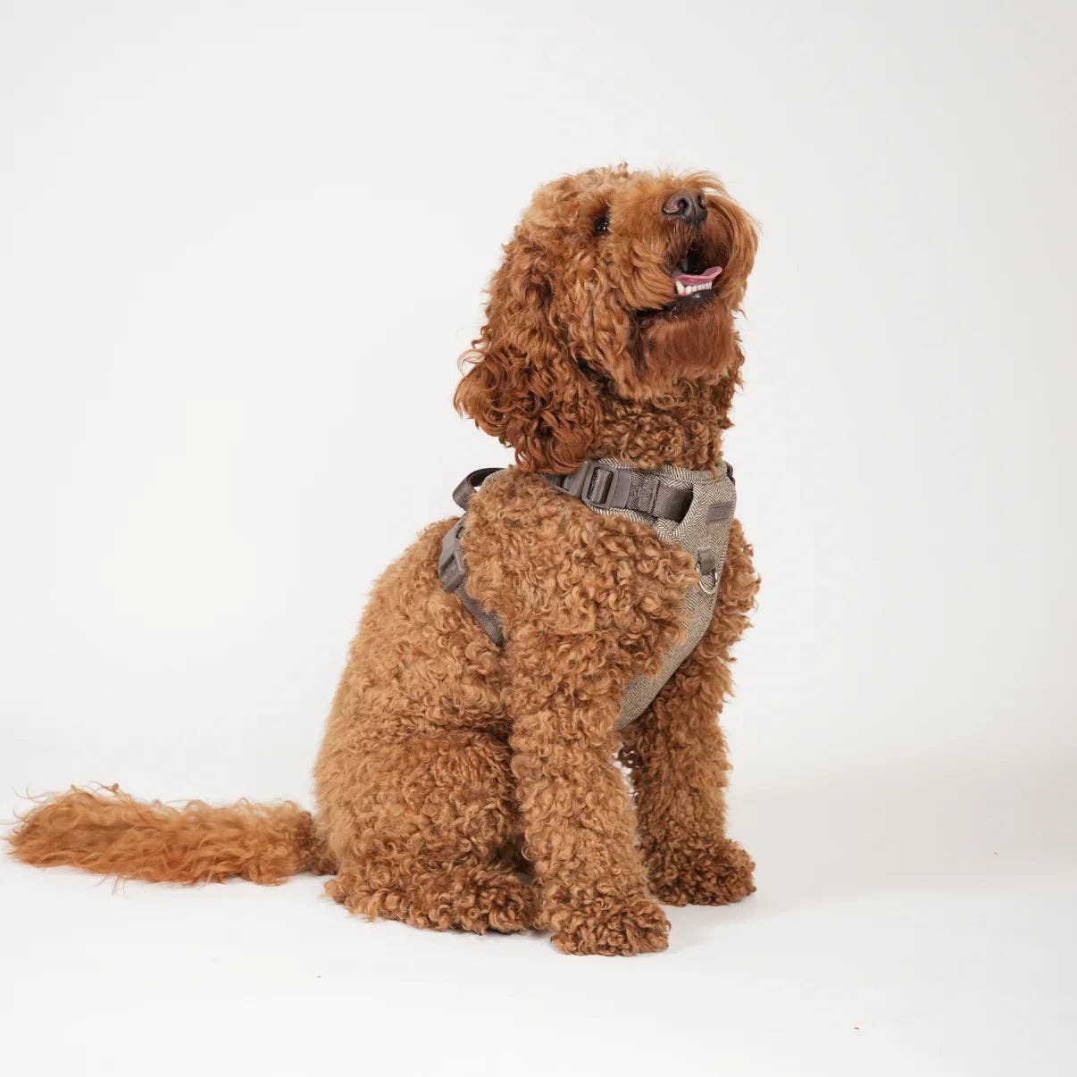 Staey Elma Dog Harness: Mocha