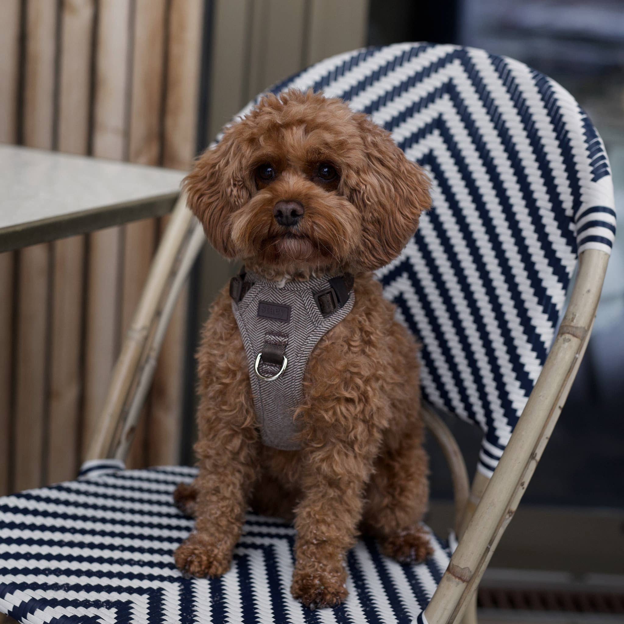 Staey Elma Dog Harness: Mocha