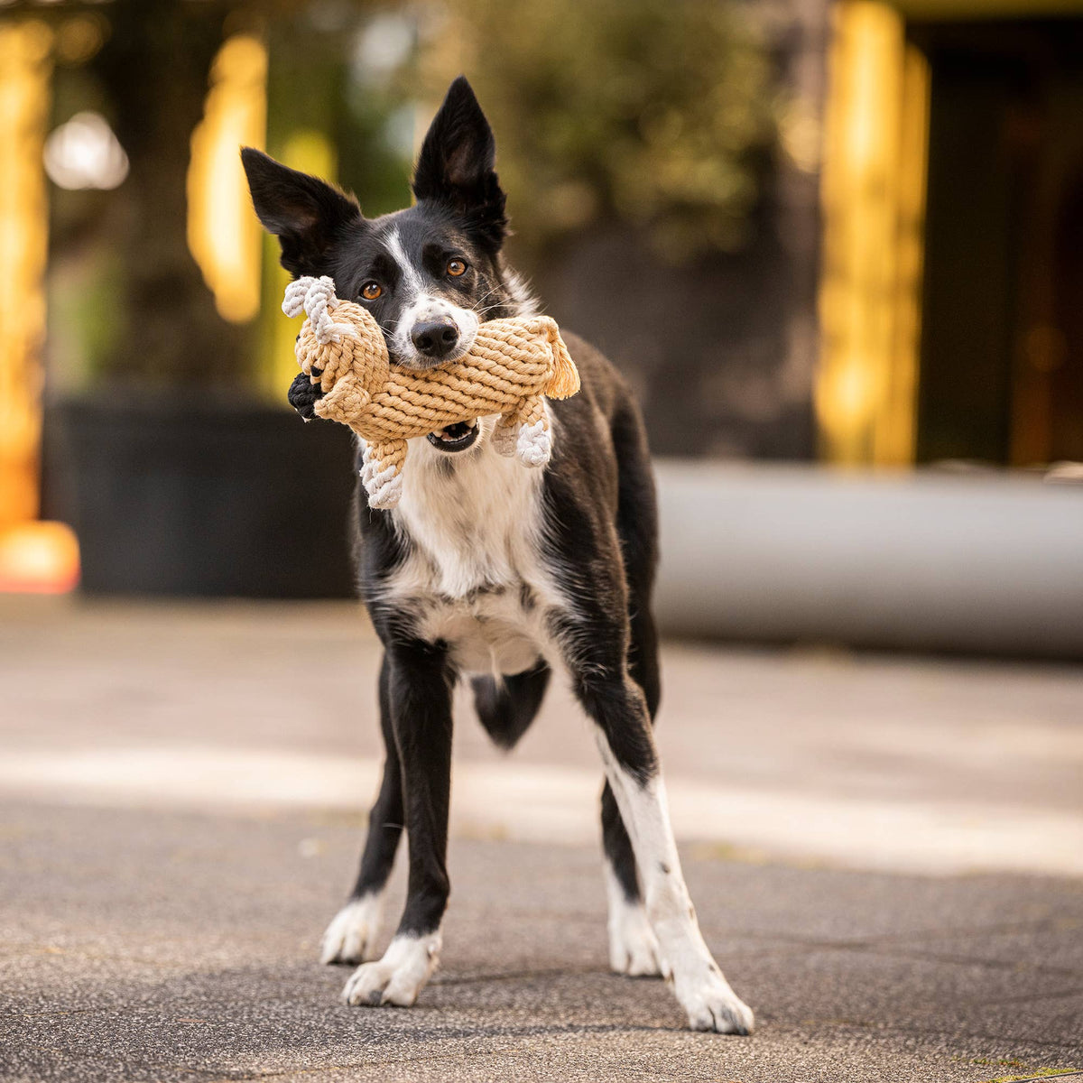 LABONI DENTAL CHEW TOY- "Mama Moo"