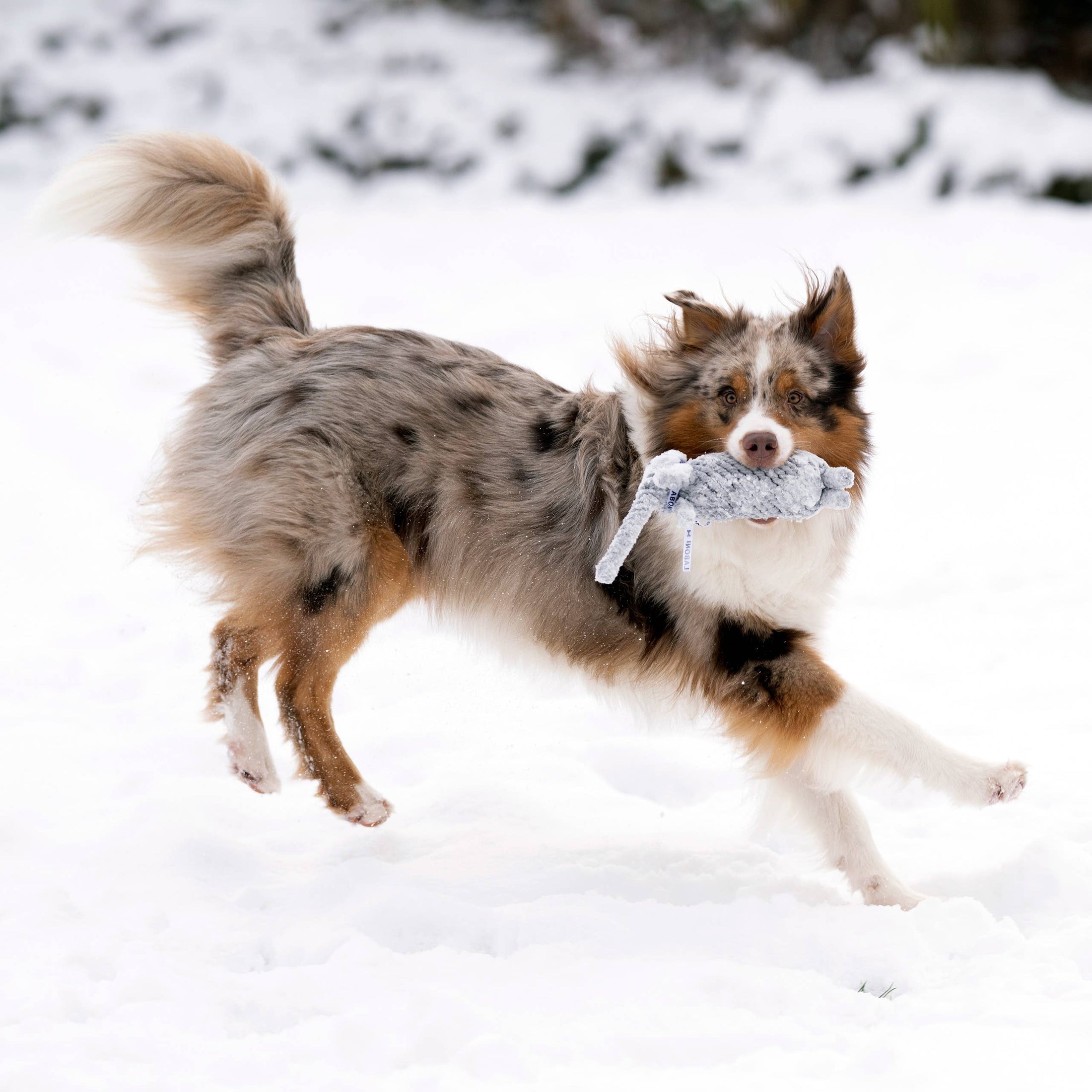 Dog running in the snow with a Laboni Elton Elefant dog toy, cotton fibers for plaque and tartar control in its mouth