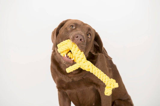 Dog chewing on a Greta Giraffe cotton rope dog toy, large tooth-cleaning chew toy against a white background
