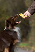 Load image into Gallery viewer, Dog eagerly waiting for a Greta Giraffe cotton rope dog toy, large tooth-cleaning chewheld by a person outdoors.
