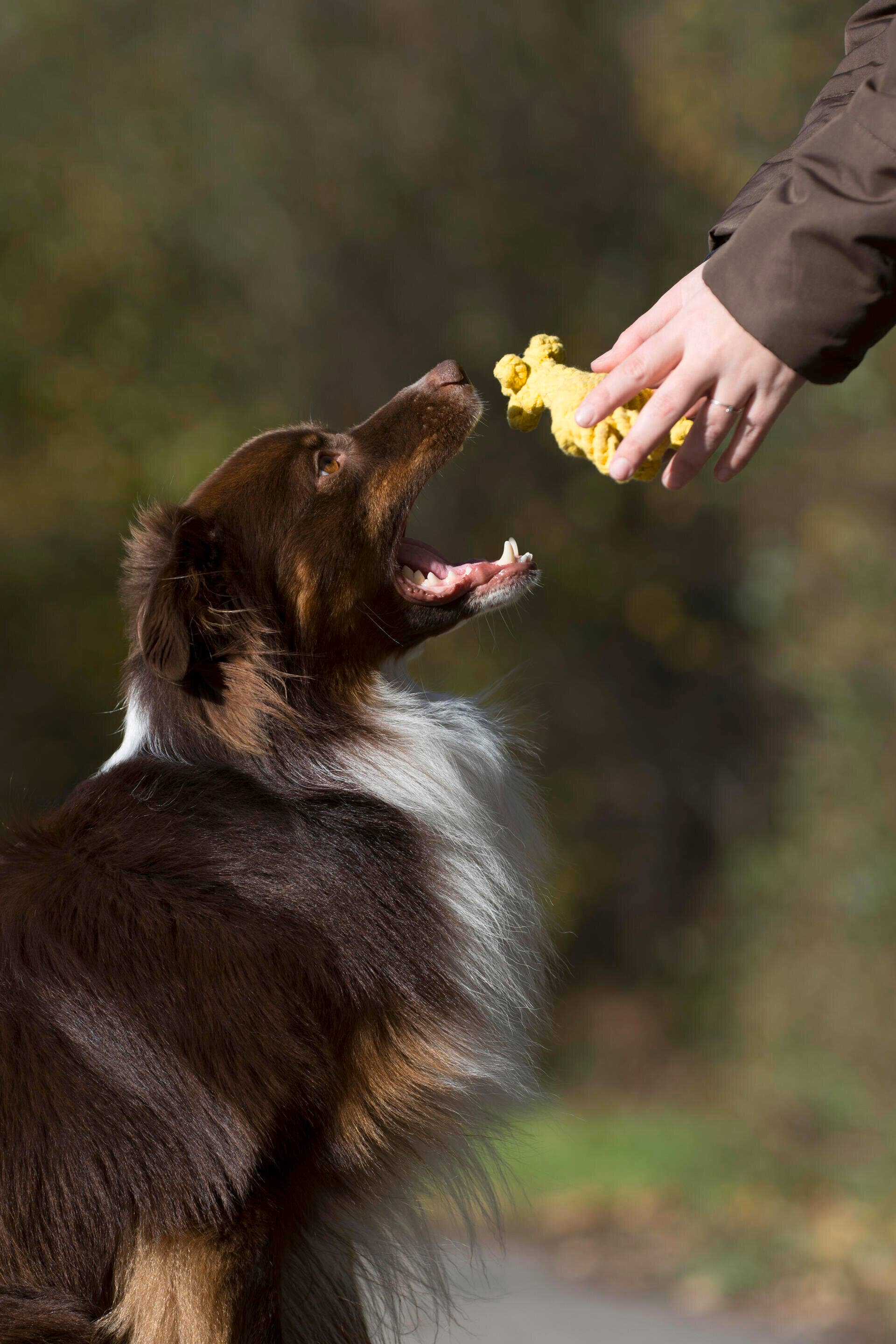 Dog eagerly waiting for a Greta Giraffe cotton rope dog toy, large tooth-cleaning chewheld by a person outdoors.