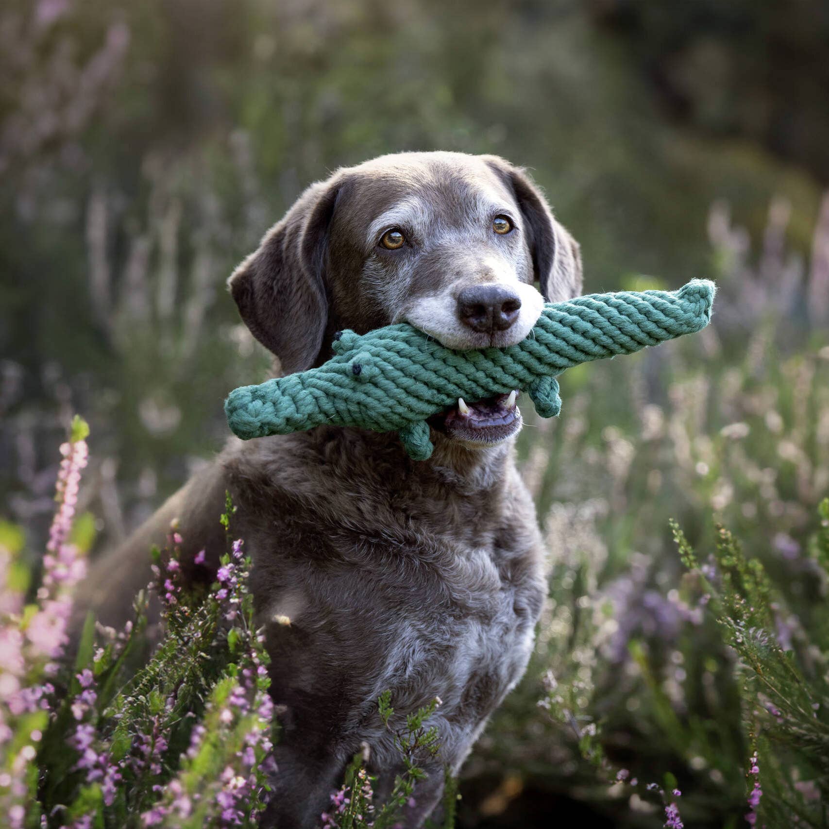 Dog holding a Kalli Krokodil dog toy, hand-braided cotton for tartar reduction in its mouth amidst flowers and greenery