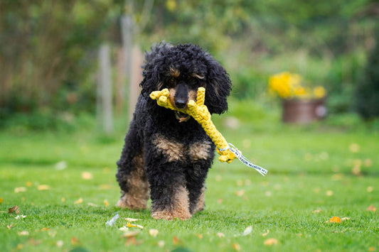 Dog playing with a Greta Giraffe cotton rope toy, dog chewing for healthy gums on a grassy field