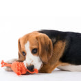 Load image into Gallery viewer, Dog playing with a Kristof Krabbe dog toy, frayed cotton fibers acting as natural floss on a white background
