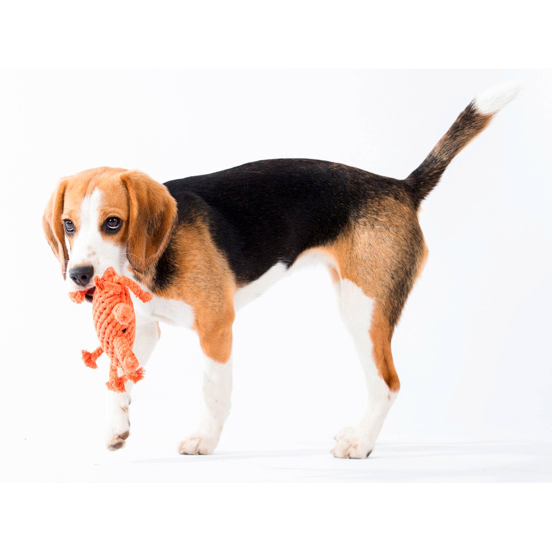 Dog holding a Kristof Krabbe dog toy, frayed cotton fibers acting as natural floss on a white background