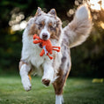 Load image into Gallery viewer, Dog running outdoors with a Kristof Krabbe dog toy, frayed cotton fibers acting as natural floss toy in its mouth
