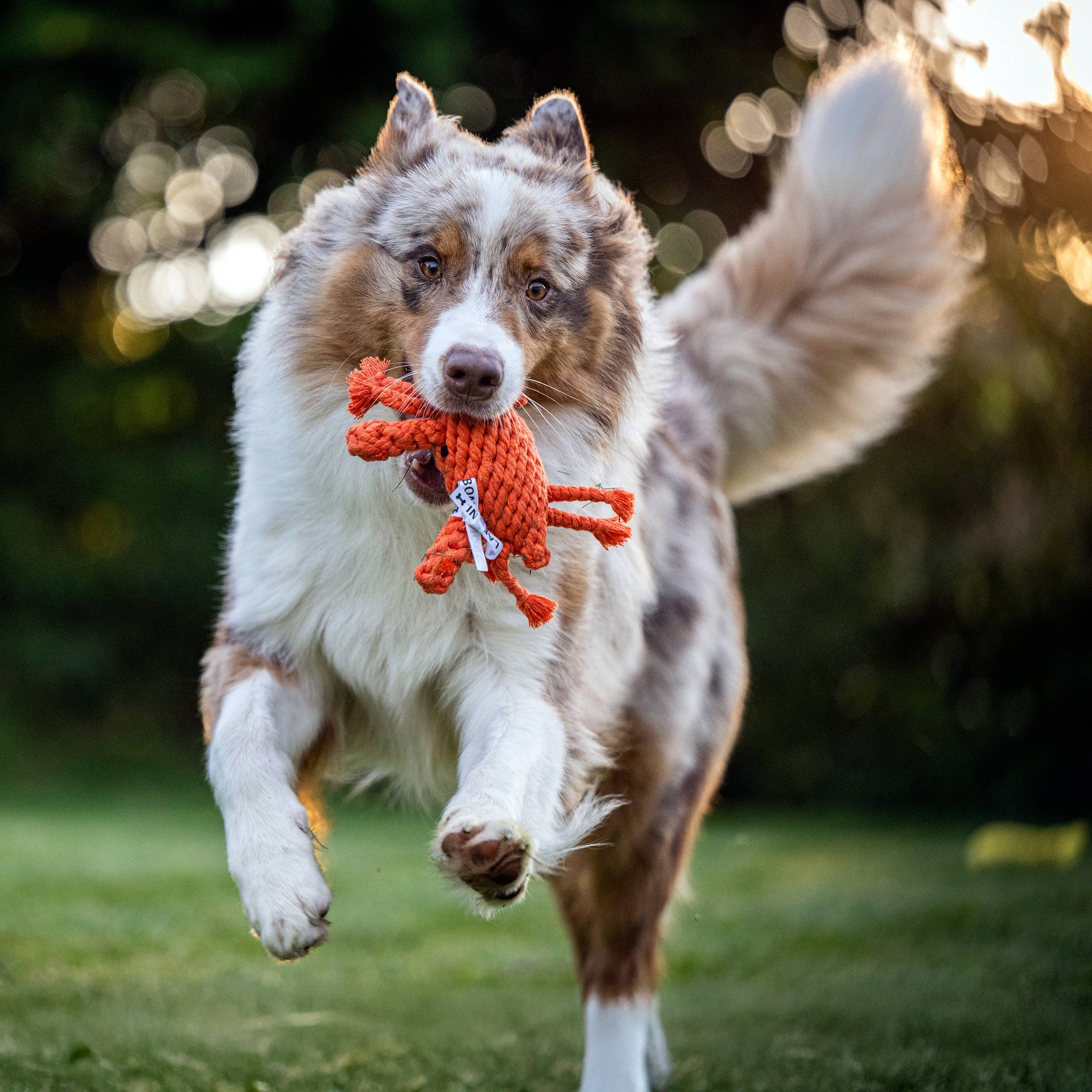 Dog running outdoors with a Kristof Krabbe dog toy, frayed cotton fibers acting as natural floss toy in its mouth