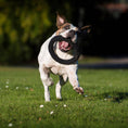 Load image into Gallery viewer, Dog running on grass with Ringo Ring dog toy, braided cotton fibers for natural tooth cleaning in its mouth

