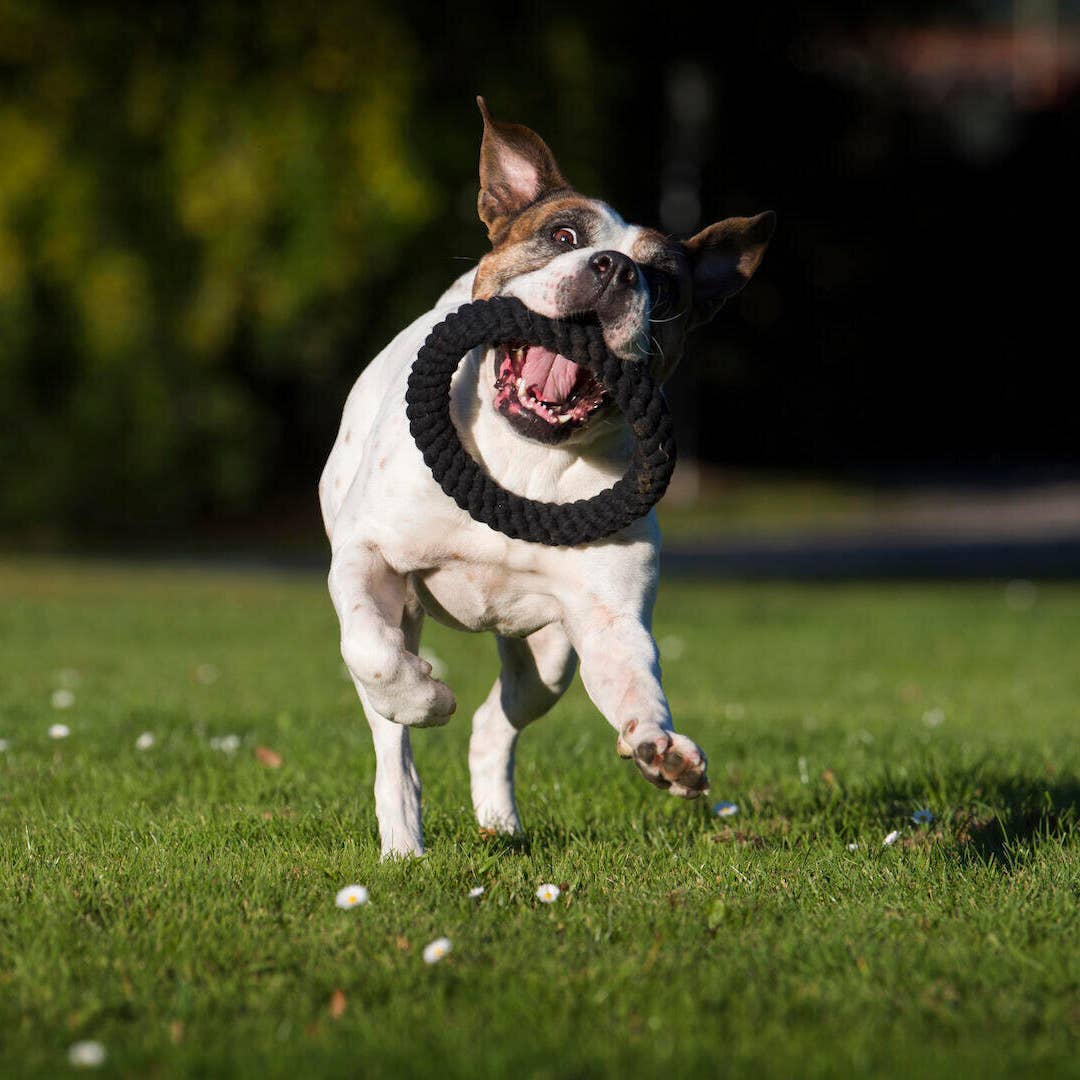 Dog running on grass with Ringo Ring dog toy, braided cotton fibers for natural tooth cleaning in its mouth