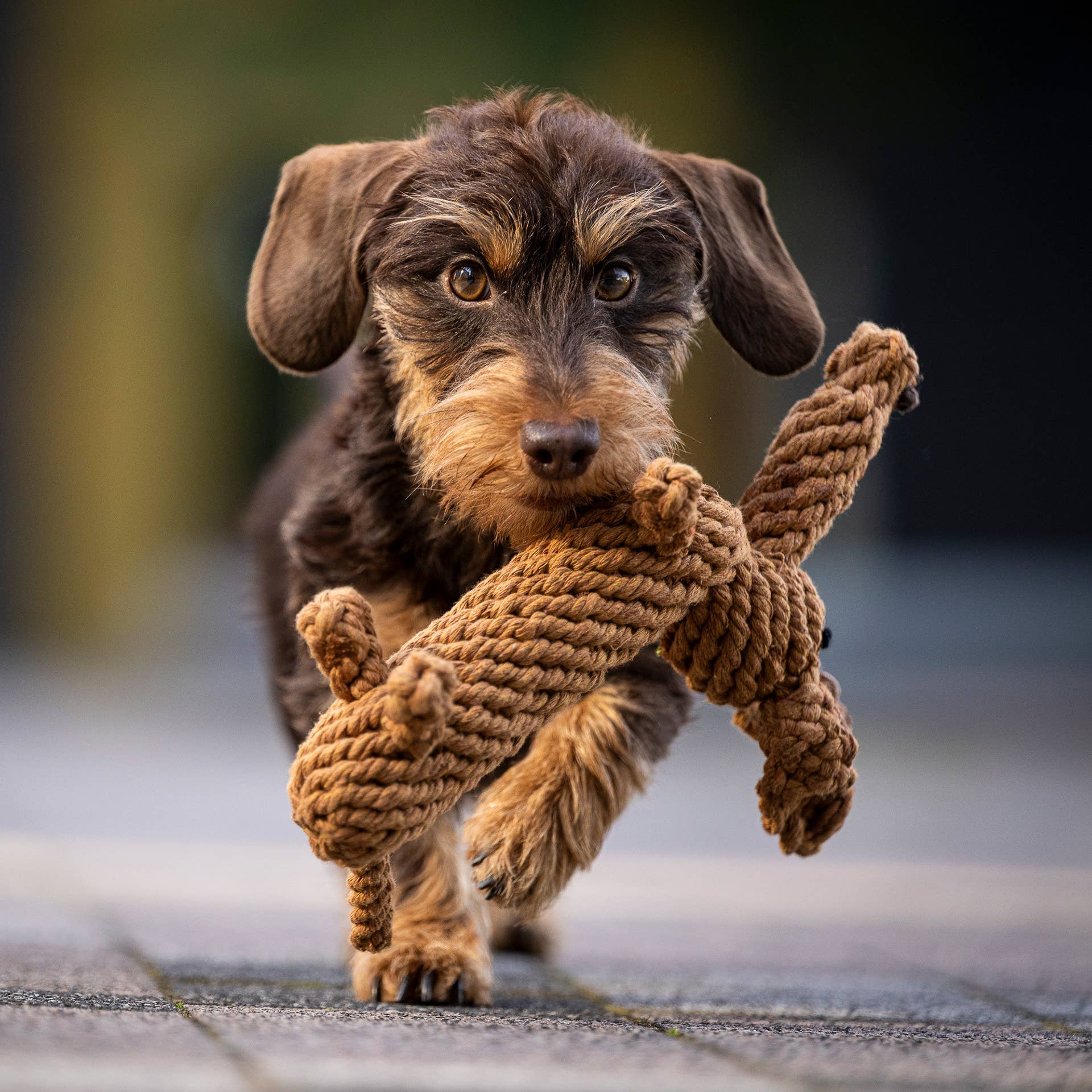 Laboni Dog Chew Toy Cotton Rope  Dental Care Dachshund- "Diego Dackel"