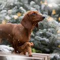 Load image into Gallery viewer, Laboni Dog Chew Toy Cotton Rope  Dental Care Dachshund- "Diego Dackel"
