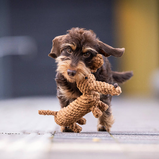 Dog playing with a knitted toy Diego Dackel cotton rope dog toy, dachshund-shaped dental chew