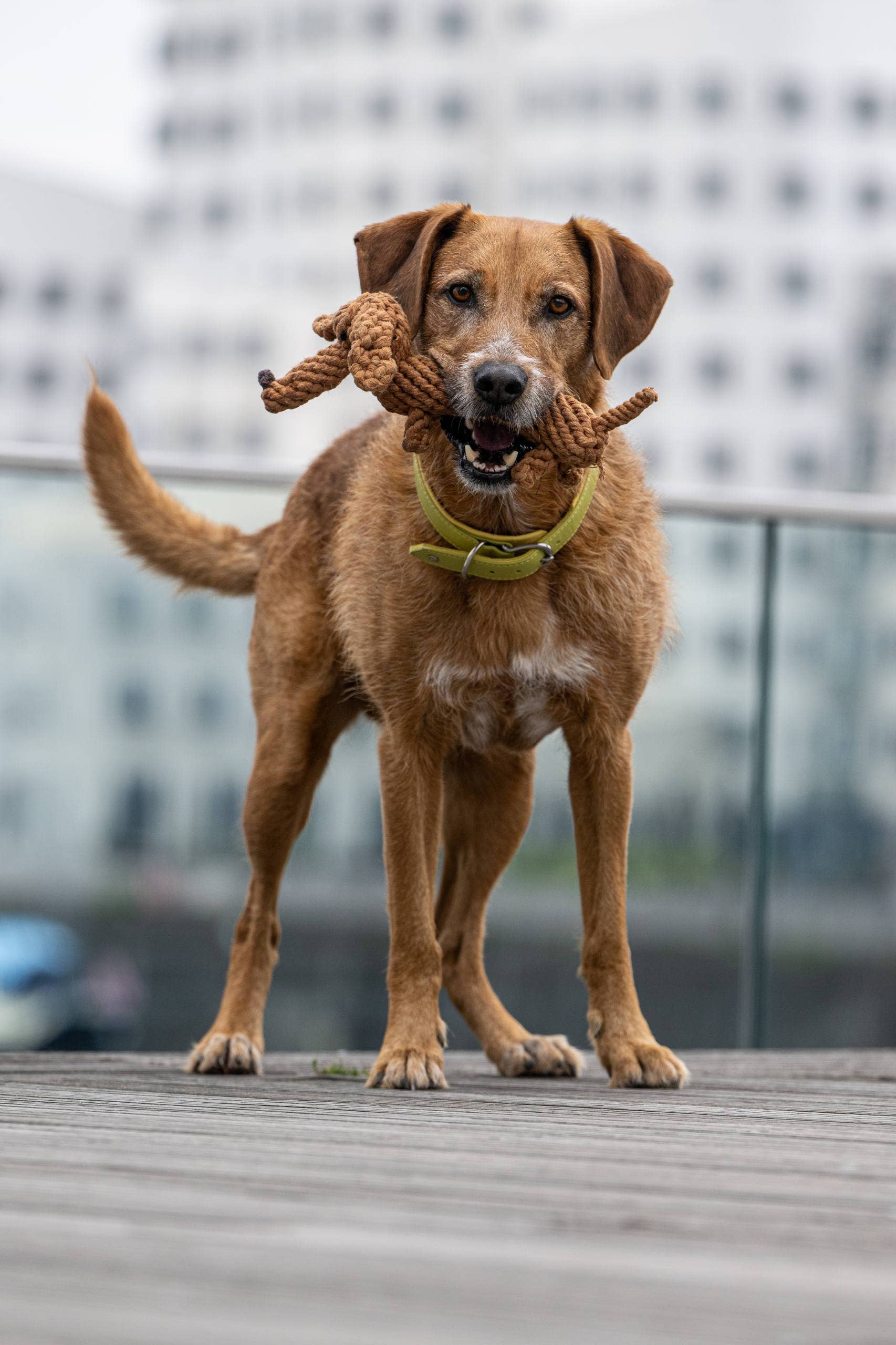 Laboni Dog Chew Toy Cotton Rope  Dental Care Dachshund- "Diego Dackel"