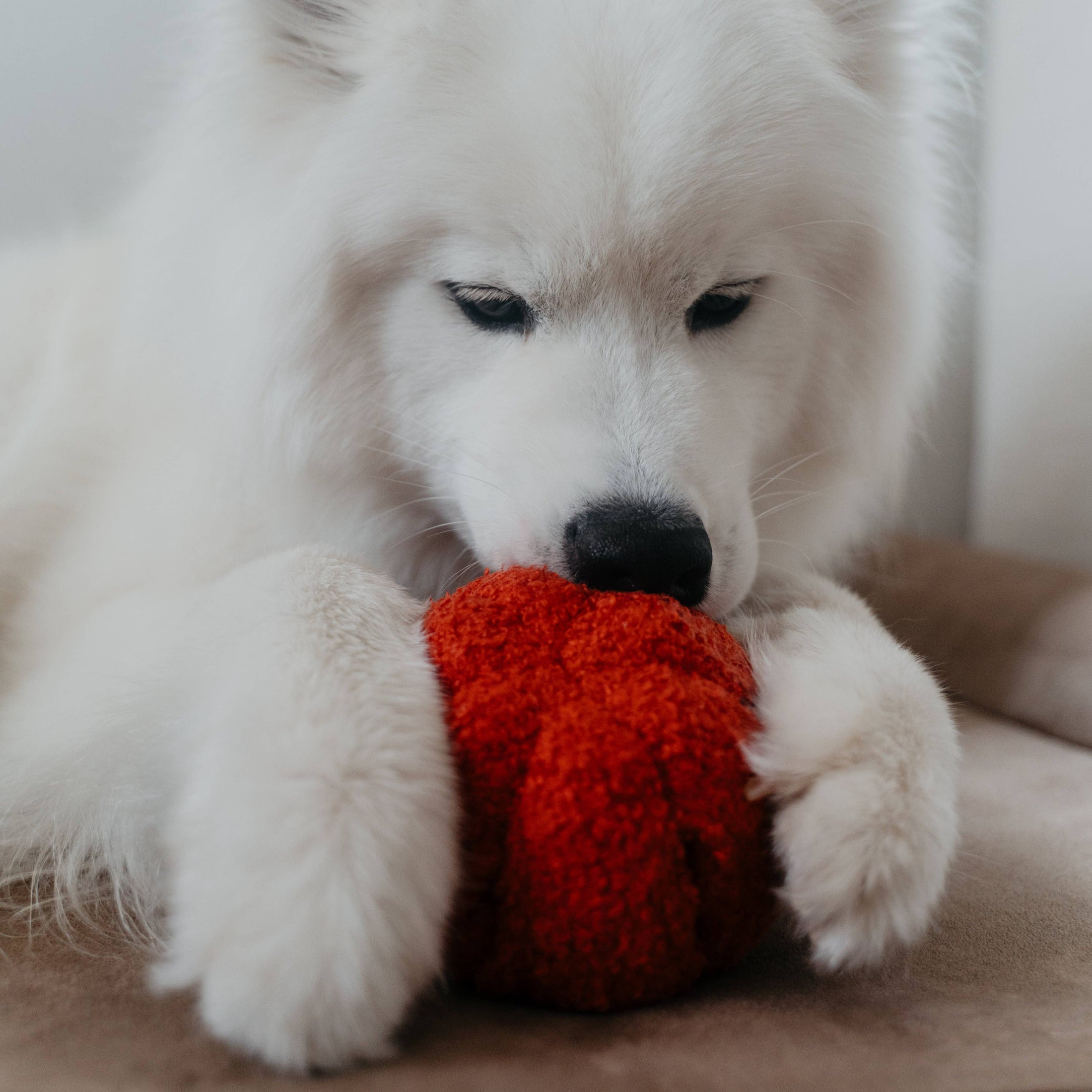 Lambwolf Pepper Enrichment Dog Toy Snuffle